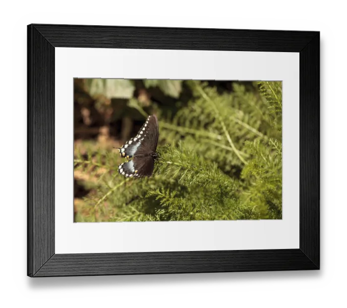 Framed Print : Spicebush swallowtail butterfly