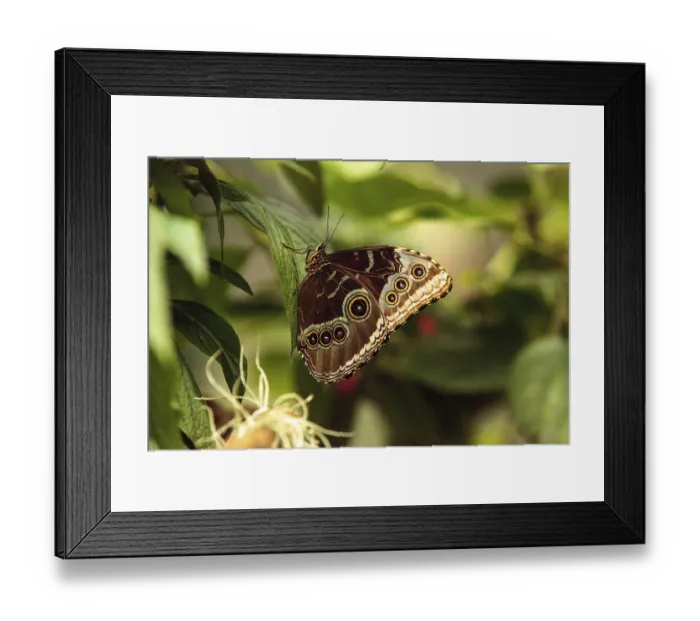 Framed Print : Common blue morpho butterfly, Morpho peleides