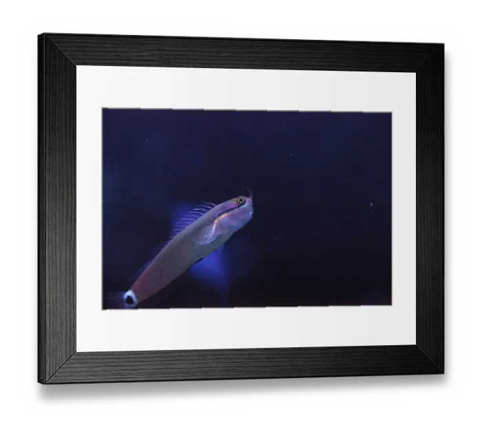 Framed Print : Tailspot Blenny Ecsenius stigmatura is found in the Western Pacific