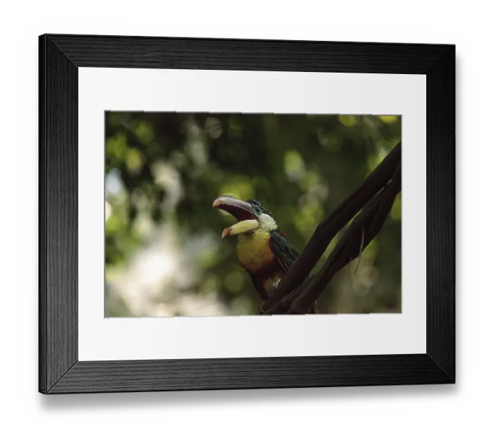 Framed Print : Curl-crested Aracari called Pteroglossus beauharnaesii found in the rain forest of South America