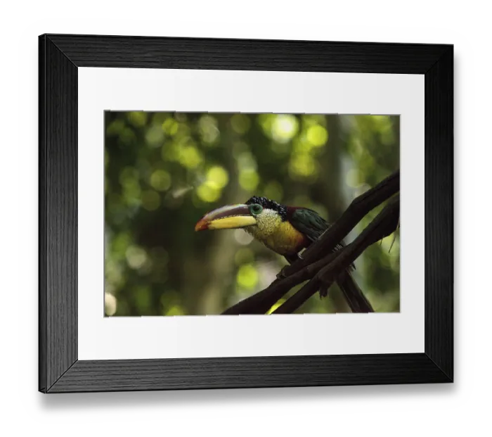 Framed Print : Curl-crested Aracari called Pteroglossus beauharnaesii found in the rain forest of South America Framed Print : Curl-crested Aracari called Pteroglossus beauharnaesii found in the rain forest of South America