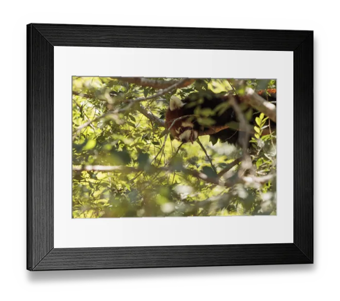 Framed Print : Red panda Ailurus fulgens forages for bamboo in a tree is found in the Himalayas and southwestern China