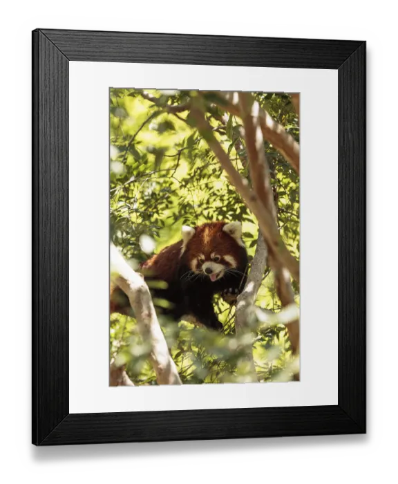 Framed Print : Red panda Ailurus fulgens forages for bamboo in a tree is found in the Himalayas and southwestern China Framed Print : Red panda Ailurus fulgens forages for bamboo in a tree is found in the Himalayas and southwestern China
