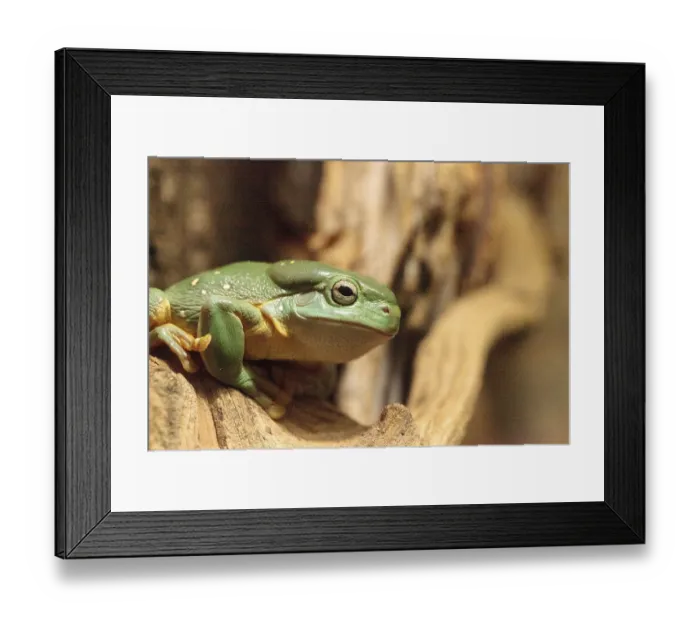 Framed Print : Magnificent tree frog Litoria splendida can be found in Australia and can be found in caves