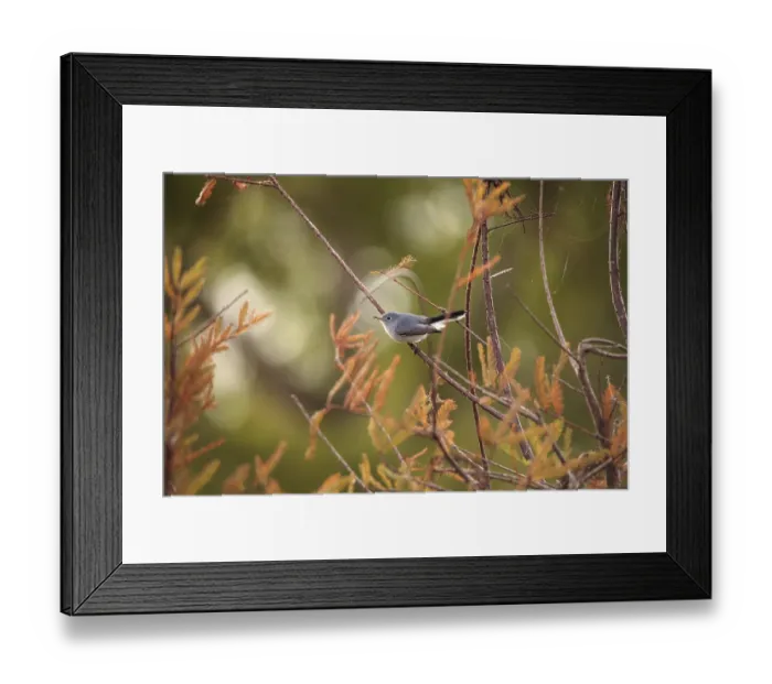 Framed Print : Grey catbird Dumetella carolinensis perches on a tree in Naples