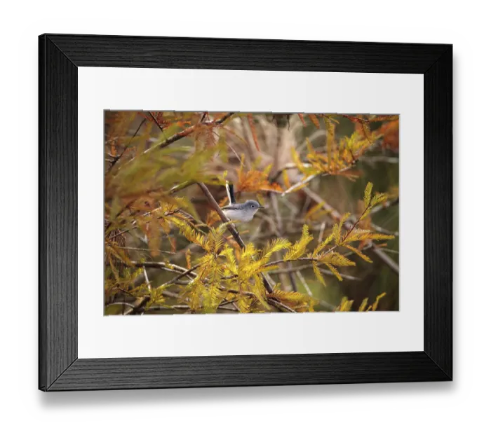 Framed Print : Grey catbird Dumetella carolinensis perches on a tree in Naples Framed Print : Grey catbird Dumetella carolinensis perches on a tree in Naples