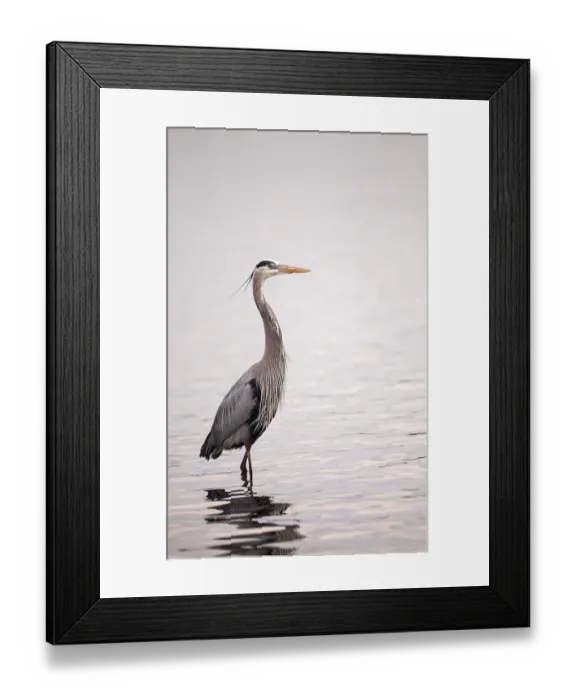 Framed Print : Great blue heron Ardea herodias in the wetland and marsh at the Myakka River State Park in Sarasota