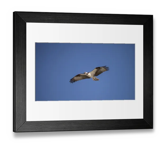 Framed Print : Osprey bird of prey Pandion haliaetus flying across a blue sky over Clam pass in Naples