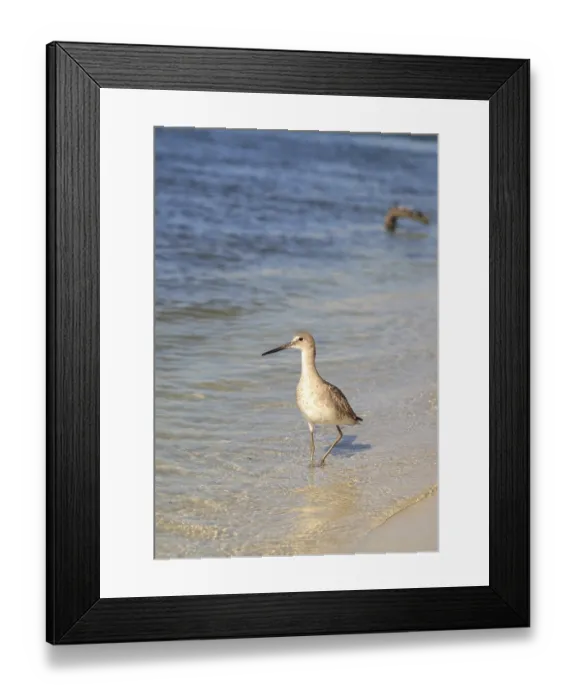 Framed Print : Willet shorebird Tringa semipalmata along the shore of Clam Pass in Naples Framed Print : Willet shorebird Tringa semipalmata along the shore of Clam Pass in Naples