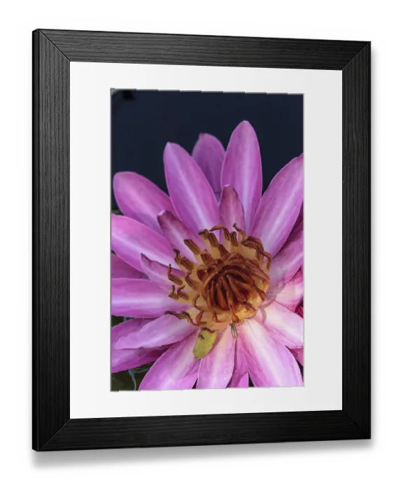 Framed Print : Pink water lily Nymphaea blooms in the Corkscrew Swamp Sanctuary in Naples