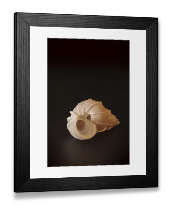 Framed Print : Precious wentletrap Epitonium scalare seashell On a black wood background Framed Print : Precious wentletrap Epitonium scalare seashell On a black wood background