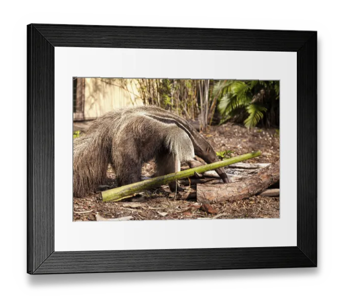 Framed Print : Giant anteater Myrmecophaga tridactyla forages under logs and moves bamboo out of the way to hunt for ants