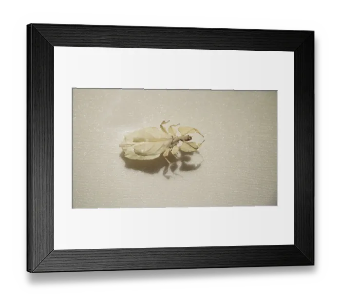 Framed Print : Giant Malaysian leaf insect Phyllium giganteum blends in with leafy surroundings to survive