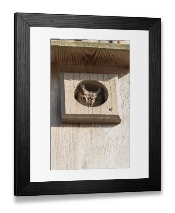 Framed Print : Eastern screech owl Megascops asio in a birdhouse where it has made a nest on Marco Island Framed Print : Eastern screech owl Megascops asio in a birdhouse where it has made a nest on Marco Island
