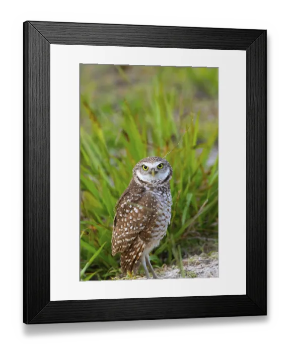 Framed Print : Adult Burrowing owl Athene cunicularia perched outside its burrow on Marco Island Framed Print : Adult Burrowing owl Athene cunicularia perched outside its burrow on Marco Island