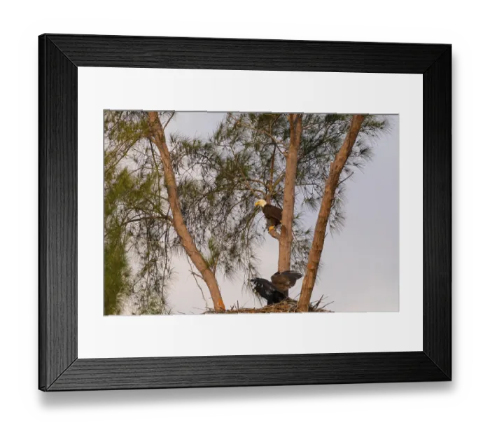 Framed Print : Family of bald eagle Haliaeetus leucocephalus parents with their nest of chicks on Marco Island Framed Print : Family of bald eagle Haliaeetus leucocephalus parents with their nest of chicks on Marco Island