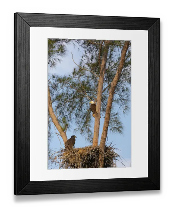 Framed Print : Family of bald eagle Haliaeetus leucocephalus parents with their nest of chicks on Marco Island