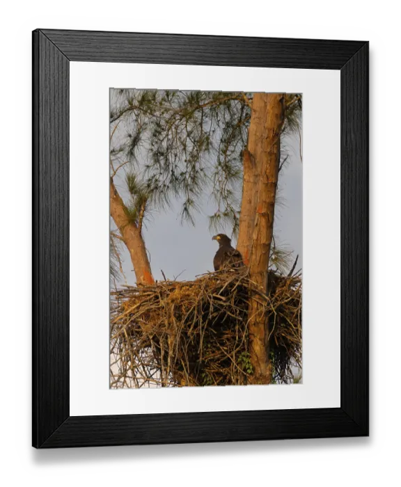 Framed Print : Juvenile Baby bald eaglet Haliaeetus leucocephalus in a nest on Marco Island