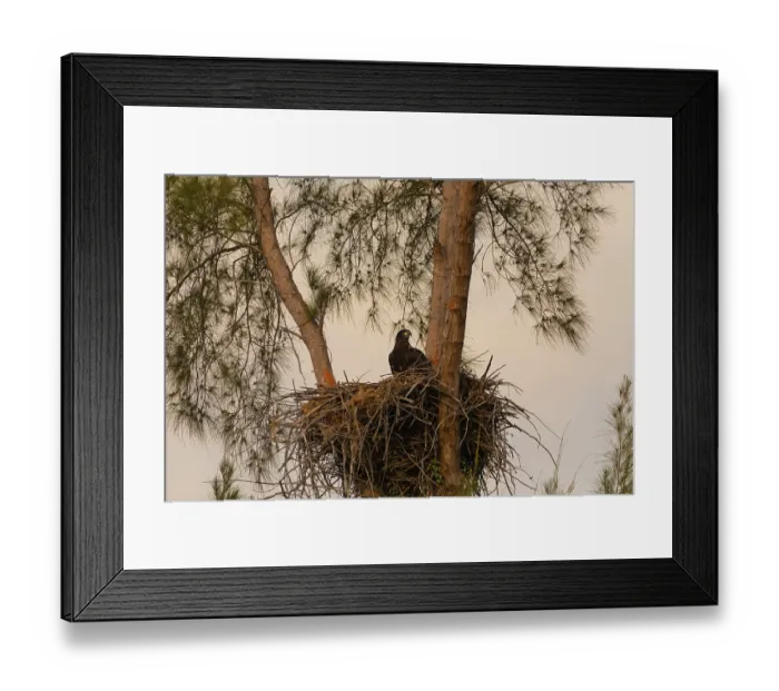 Framed Print : Juvenile Baby bald eaglet Haliaeetus leucocephalus in a nest on Marco Island
