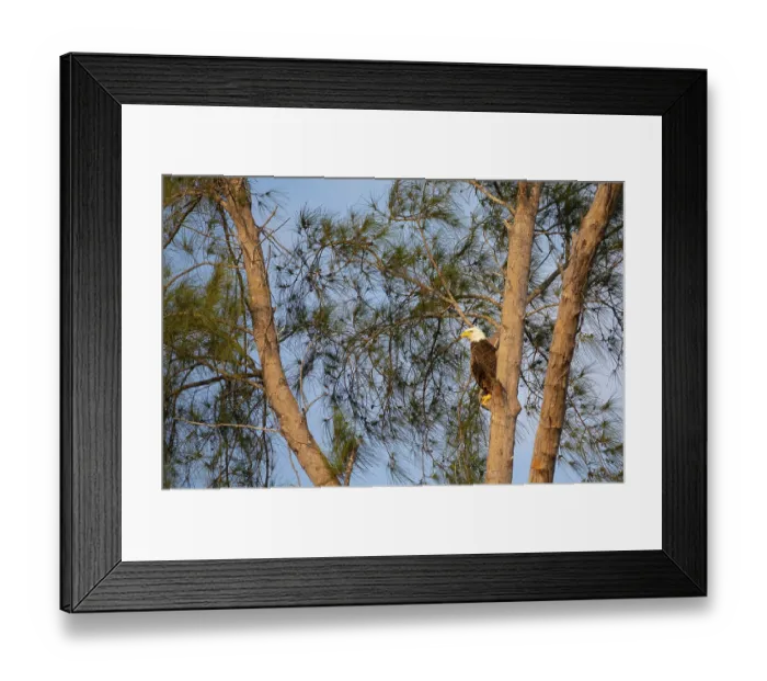 Framed Print : Family of bald eagle Haliaeetus leucocephalus parents with their nest of chicks on Marco Island