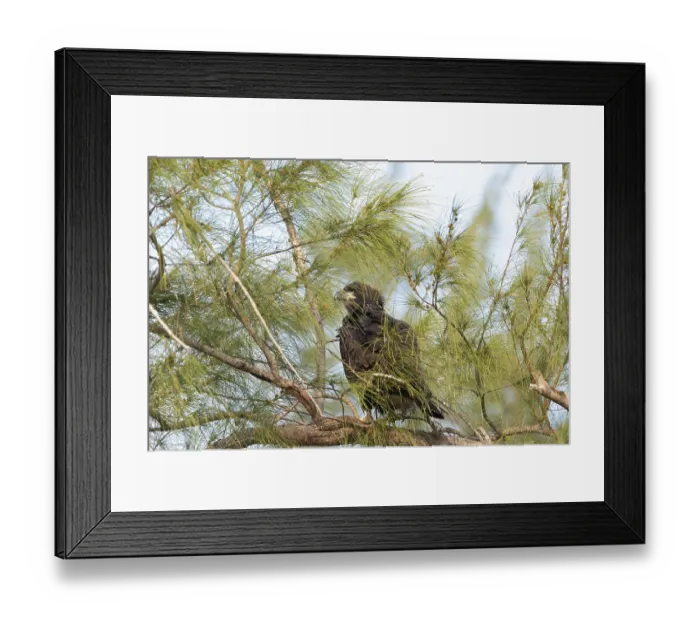 Framed Print : Sitting on a branch after leaving the nest Framed Print : Sitting on a branch after leaving the nest