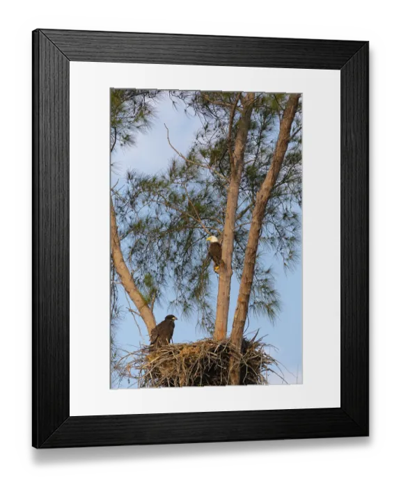 Framed Print : Family of bald eagle Haliaeetus leucocephalus parents with their nest of chicks on Marco Island