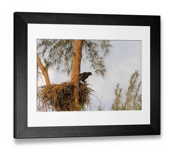 Framed Print : Juvenile Baby bald eaglet Haliaeetus leucocephalus in a nest on Marco Island