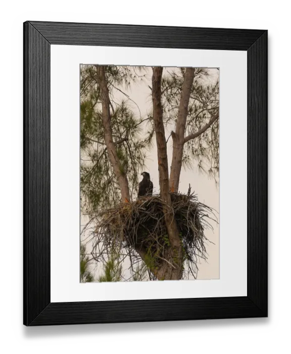 Framed Print : Juvenile Baby bald eaglet Haliaeetus leucocephalus in a nest on Marco Island