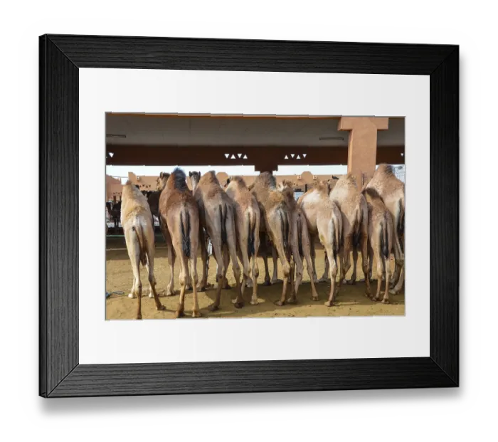 Framed Print : Many camels in a row, waiting in the camel market to be sold