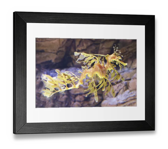 Framed Print : Hippocampus like a sea plant named sea dragon Framed Print : Hippocampus like a sea plant named sea dragon