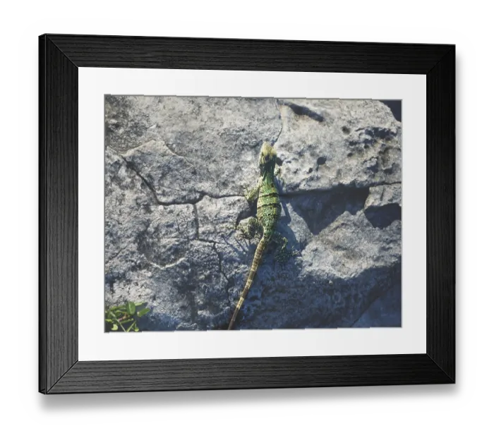 Framed Print : Birds eye view detail of a green yellow baby iguana on a stone