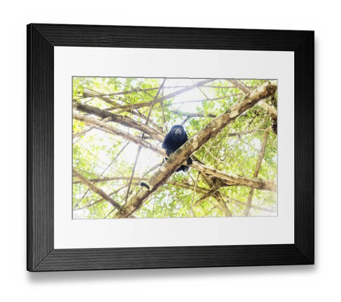 Framed Print : Howler monkey looking down in sunlightened trees with green leaves