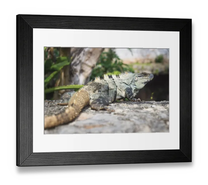 Framed Print : Turquoise iguana lizard with focus on head and spikes in jungle environment with tropical leaves
