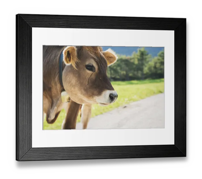 Framed Print : Detail of cute sunlit with backlight calf from the brown cattle breed on an alpine pasture meadow in the mountains