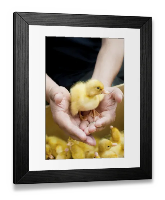 Framed Print : Man holding cute duckling in hands