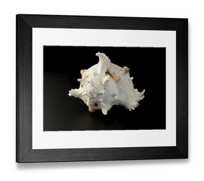 Framed Print : Sea shell over black background