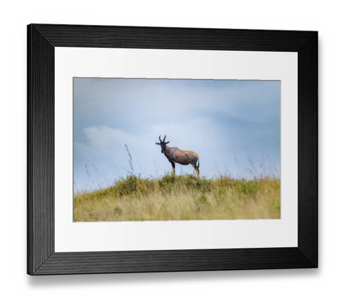 Framed Print : Serengeti topi (Damaliscus jimela)