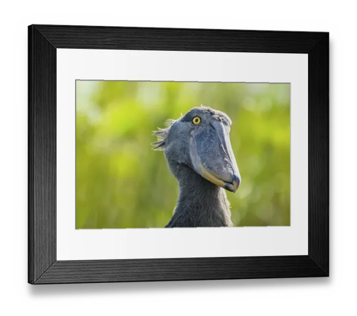 Framed Print : Shoebill (Balaeniceps rex), juvenile