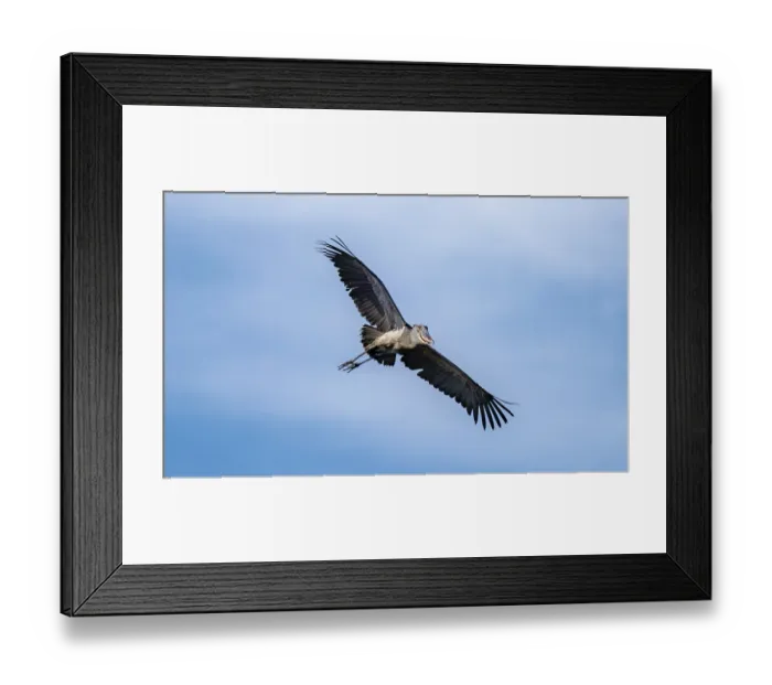 Framed Print : Shoebill (Balaeniceps rex) in flight
