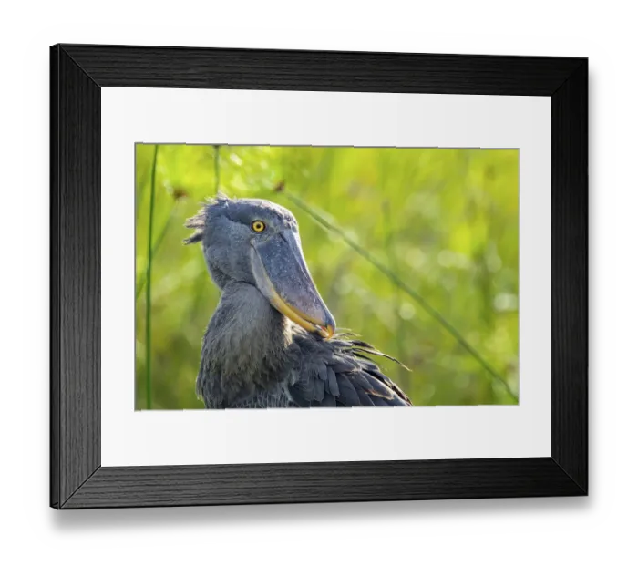 Framed Print : Shoebill (Balaeniceps rex), juvenile