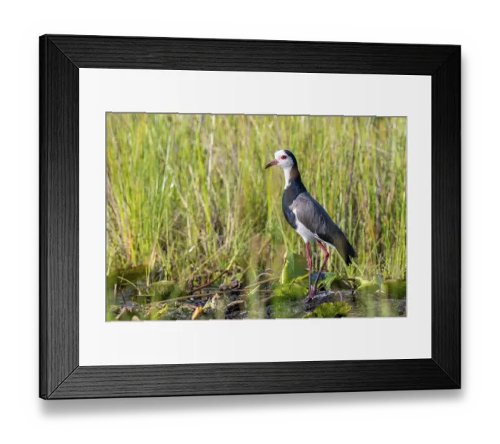 Framed Print : Long-toed Lapwing (Vanellus crassirostris) Framed Print : Long-toed Lapwing (Vanellus crassirostris)