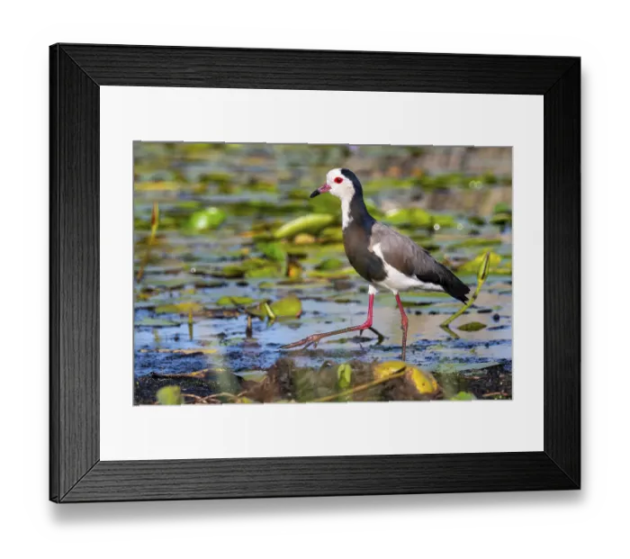 Framed Print : Long-toed Lapwing (Vanellus crassirostris)