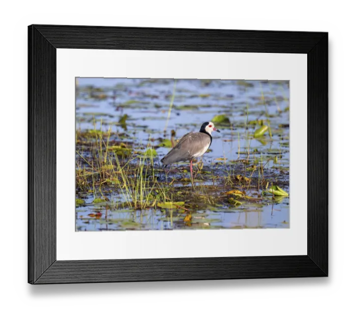 Framed Print : Long-toed Lapwing (Vanellus crassirostris)