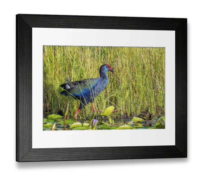 Framed Print : Emerald Grouse (Porphyrio madagascariensis)