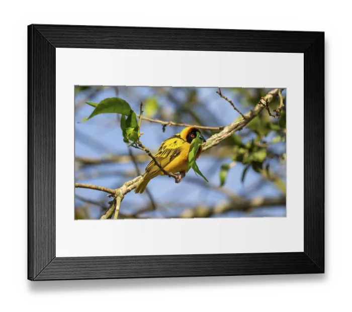 Framed Print : Village weaver (Ploceus cucullatus) Framed Print : Village weaver (Ploceus cucullatus)