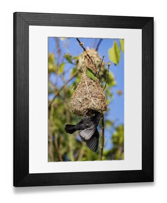 Framed Print : Vieillot's weaver (Ploceus nigerrimus) at the nest
