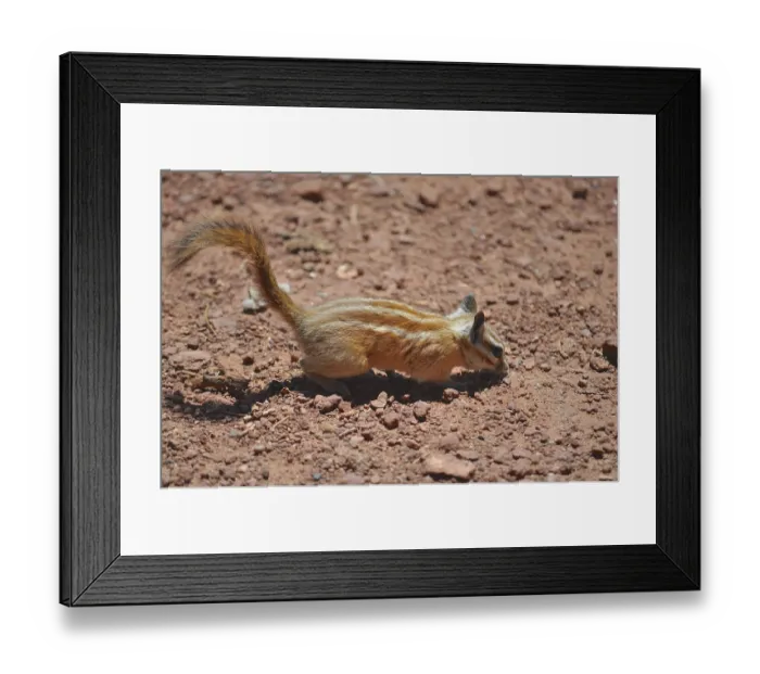 Framed Print : A small squirrel with striped fur Framed Print : A small squirrel with striped fur