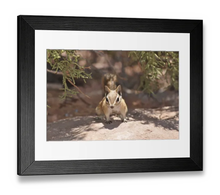 Framed Print : A squirrel, Hopi chipmunk (Tamias rufus)