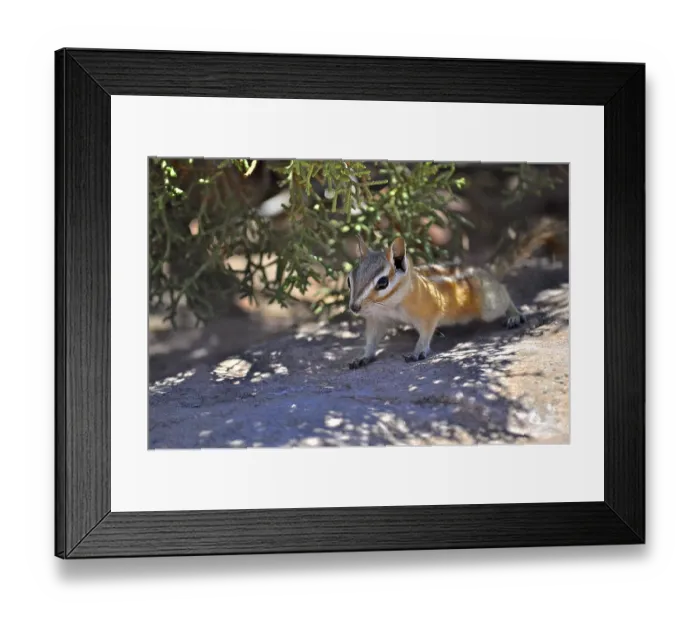Framed Print : A squirrel, Hopi chipmunk (Tamias rufus)