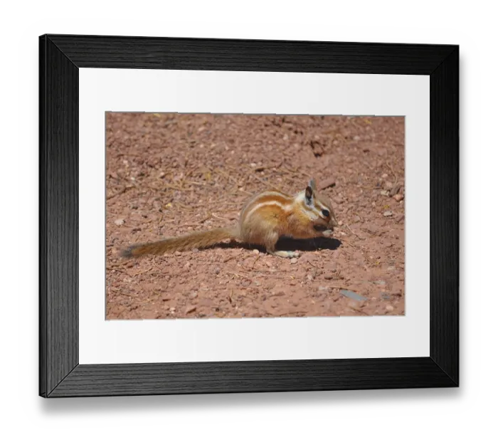Framed Print : A squirrel with striped fur, Hopi chipmunk (Tamias rufus) Framed Print : A squirrel with striped fur, Hopi chipmunk (Tamias rufus)